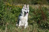 SIBERIAN HUSKY 863